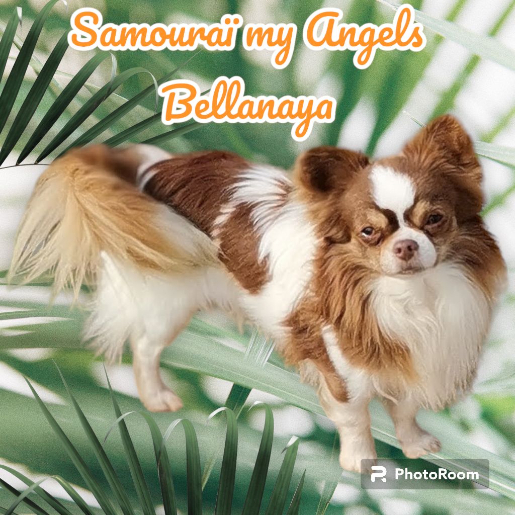 Samouraï my angels bellanaya