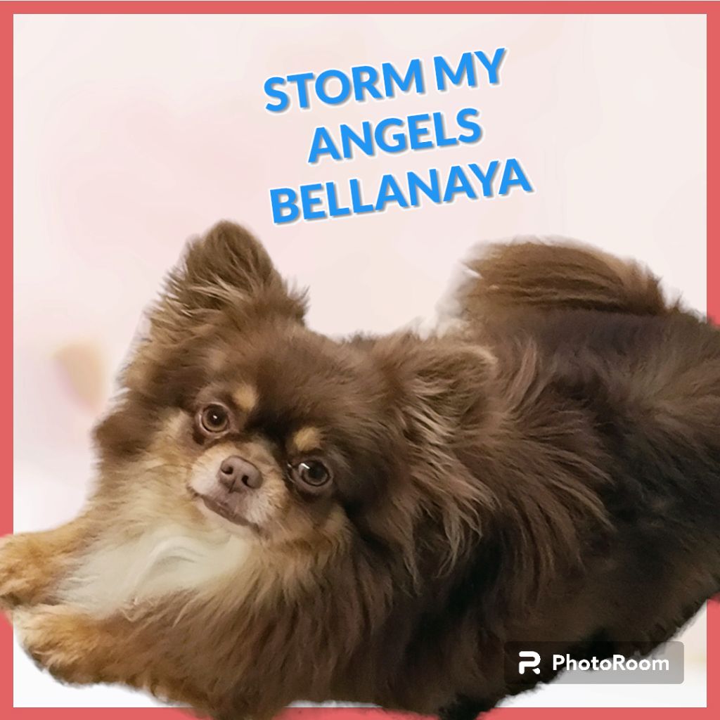 Storm my angels bellanaya