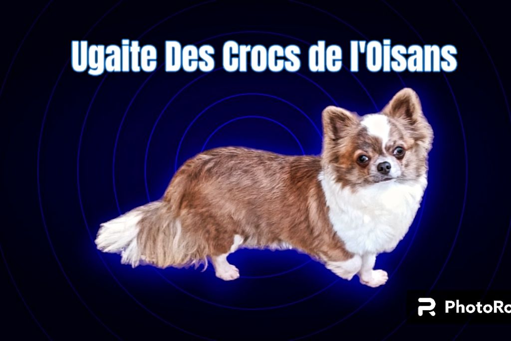 Ugaite Des Crocs De L'Oisans