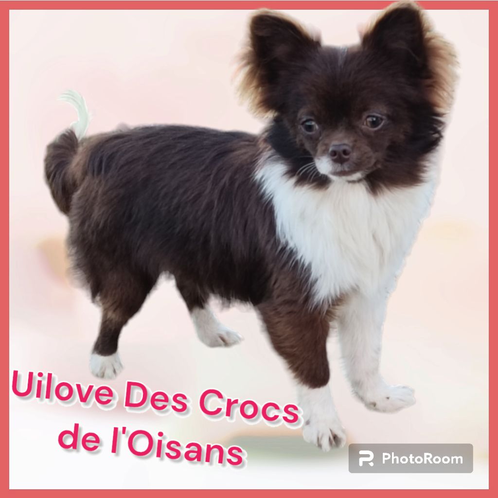 Uilove Des Crocs De L'Oisans