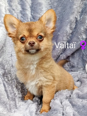 Valtaï