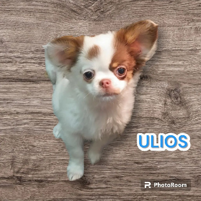 ULIOS