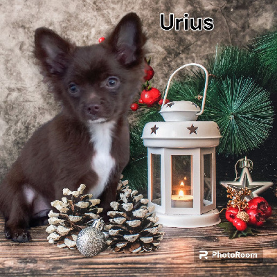 URIUS