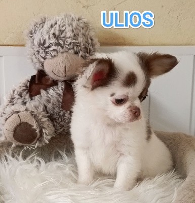 ULIOS