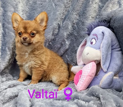 Valtaï