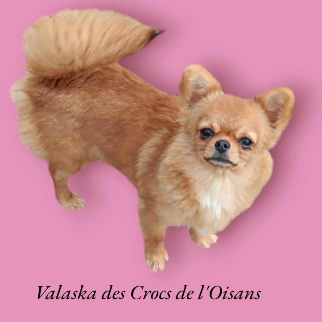 Valaska Des Crocs De L'Oisans