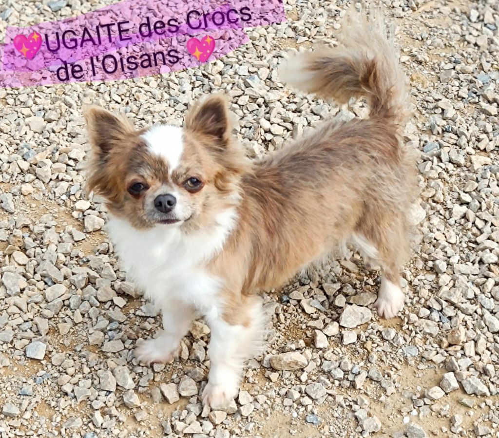 Ugaite Des Crocs De L'Oisans