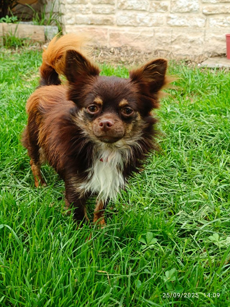 Vicomte vocco siffredi du domaine d'orca