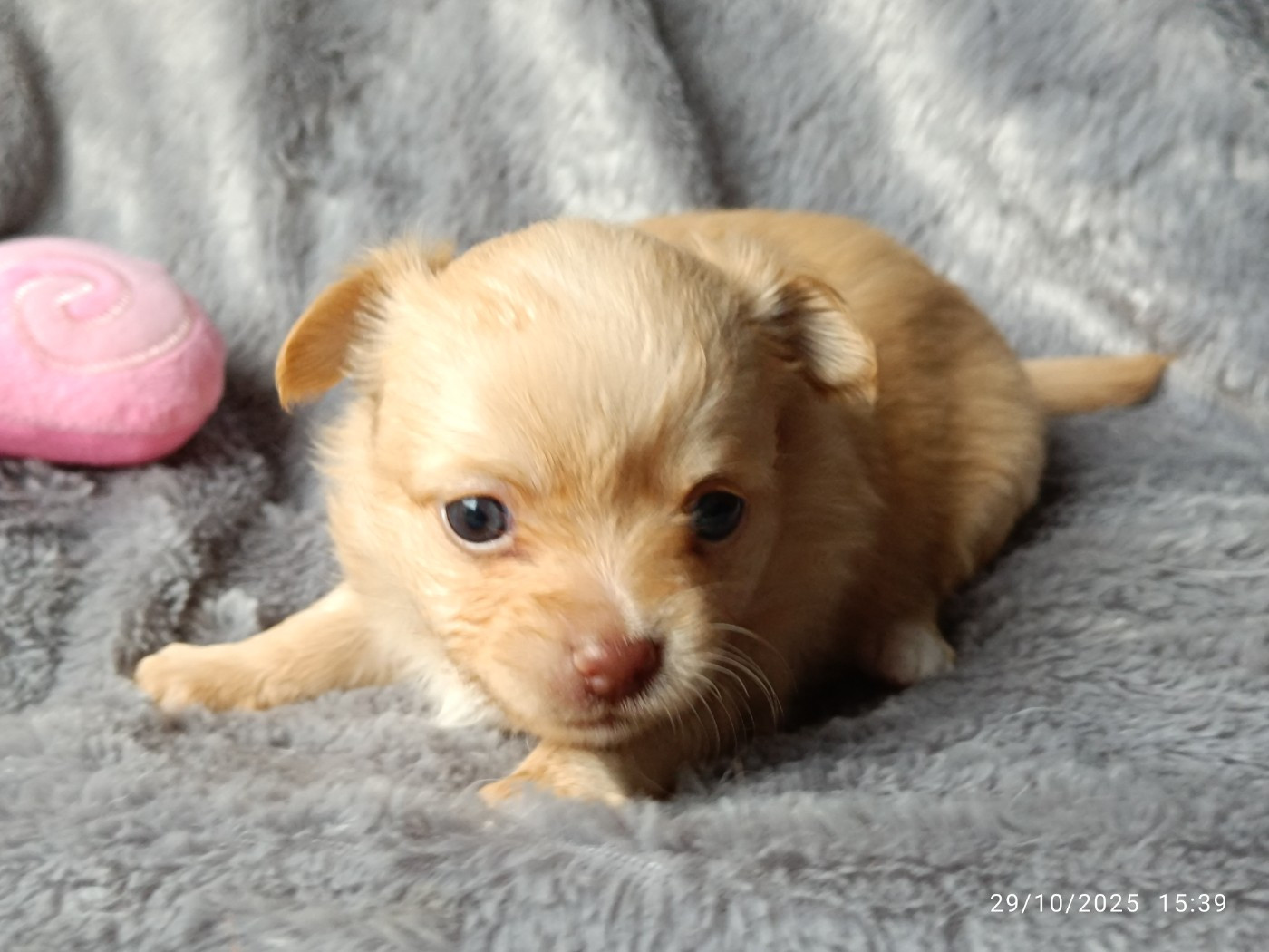 Des Crocs De L'Oisans - Chiots disponibles - Chihuahua