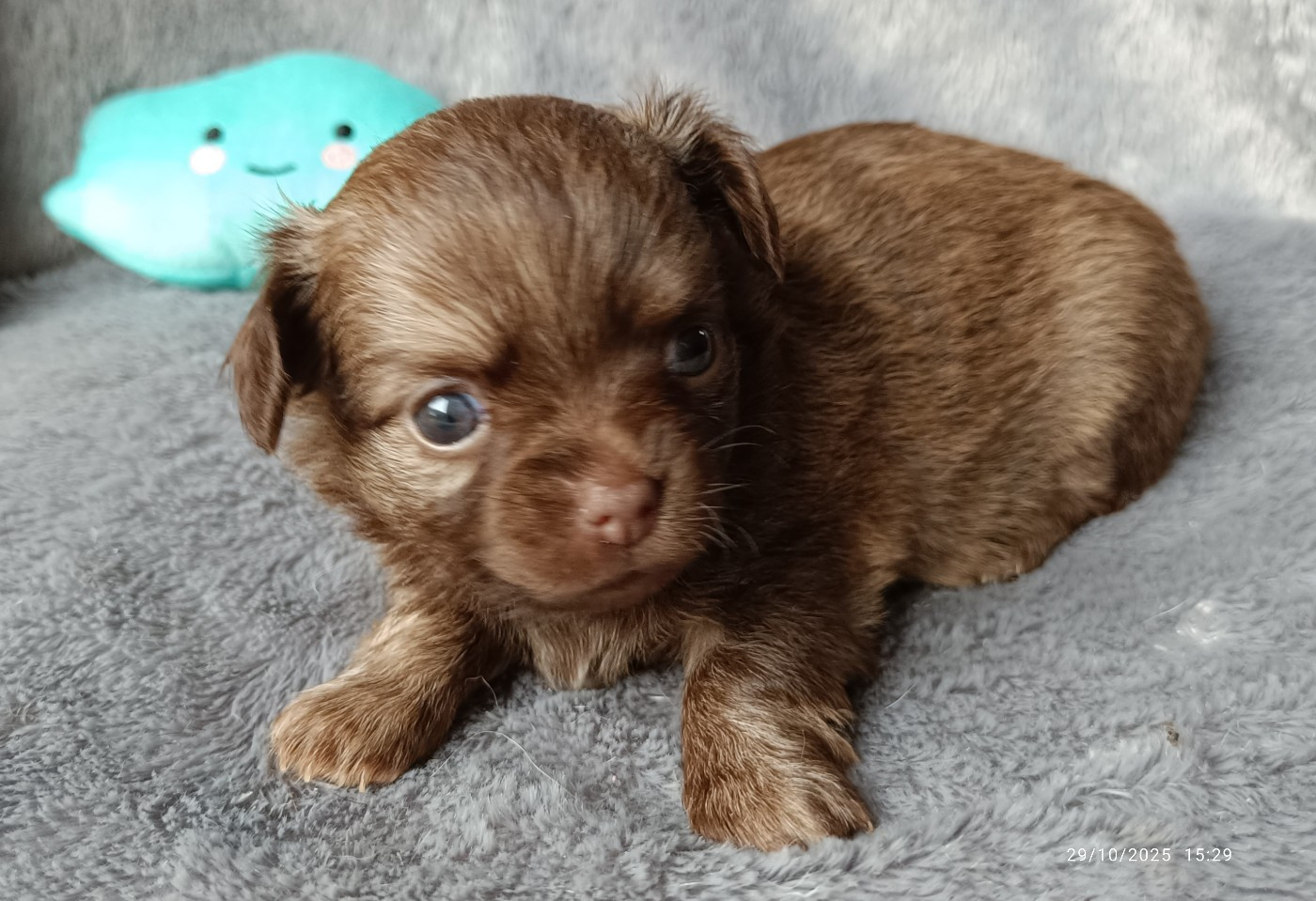 Des Crocs De L'Oisans - Chiots disponibles - Chihuahua
