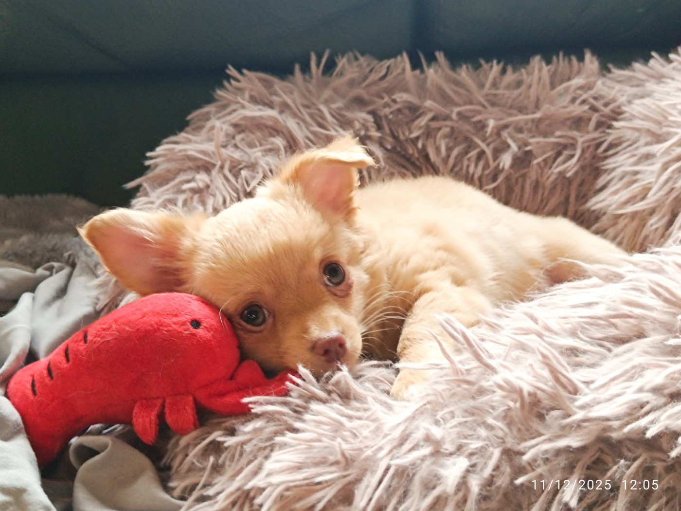 Des Crocs De L'Oisans - Chiots disponibles - Chihuahua