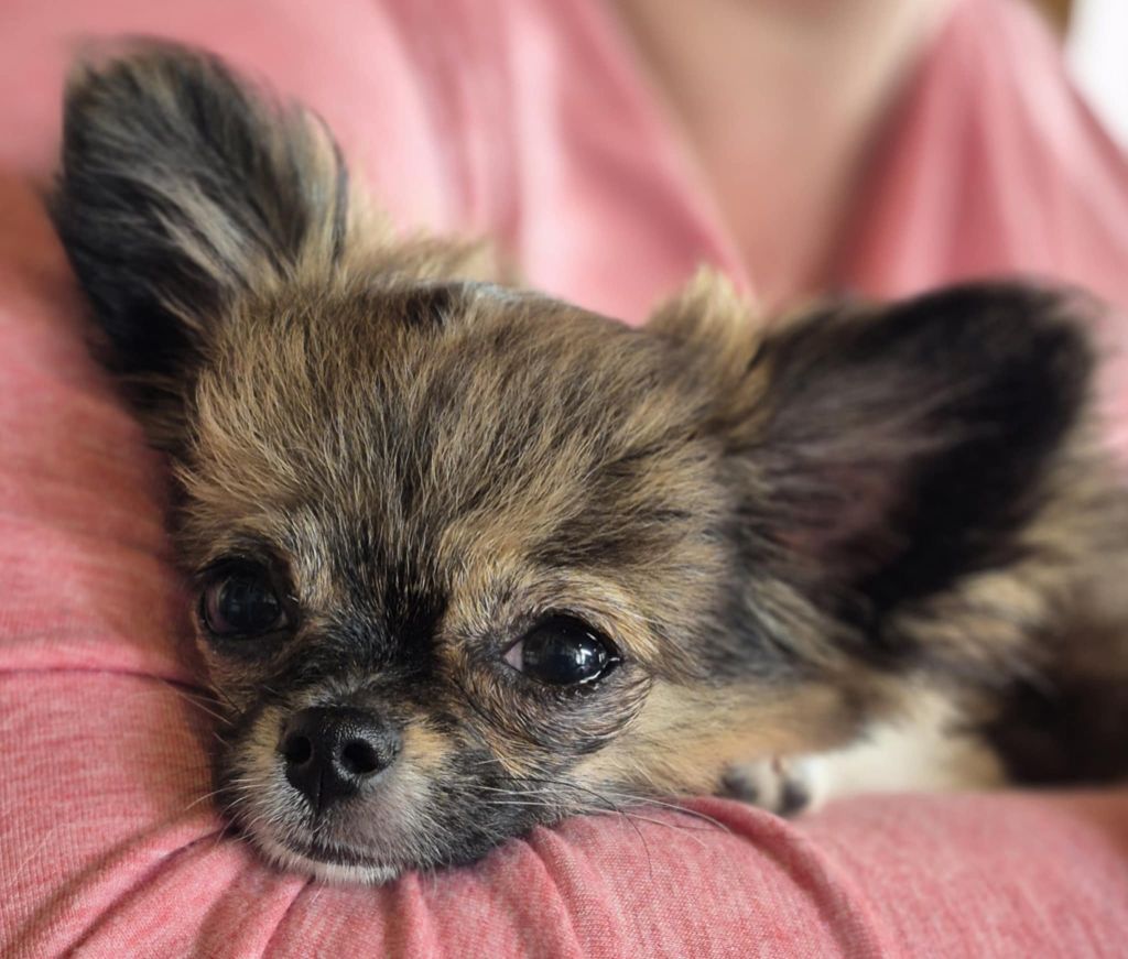 Des Crocs De L'Oisans - Chiots disponibles - Chihuahua