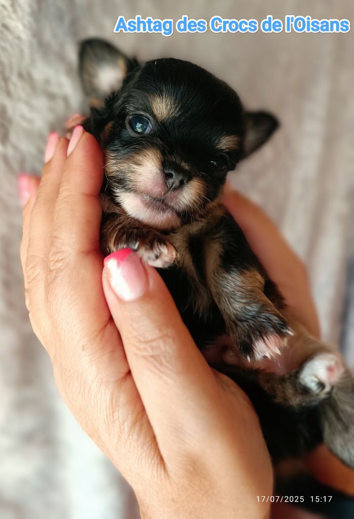 Des Crocs De L'Oisans - Chiots disponibles - Chihuahua