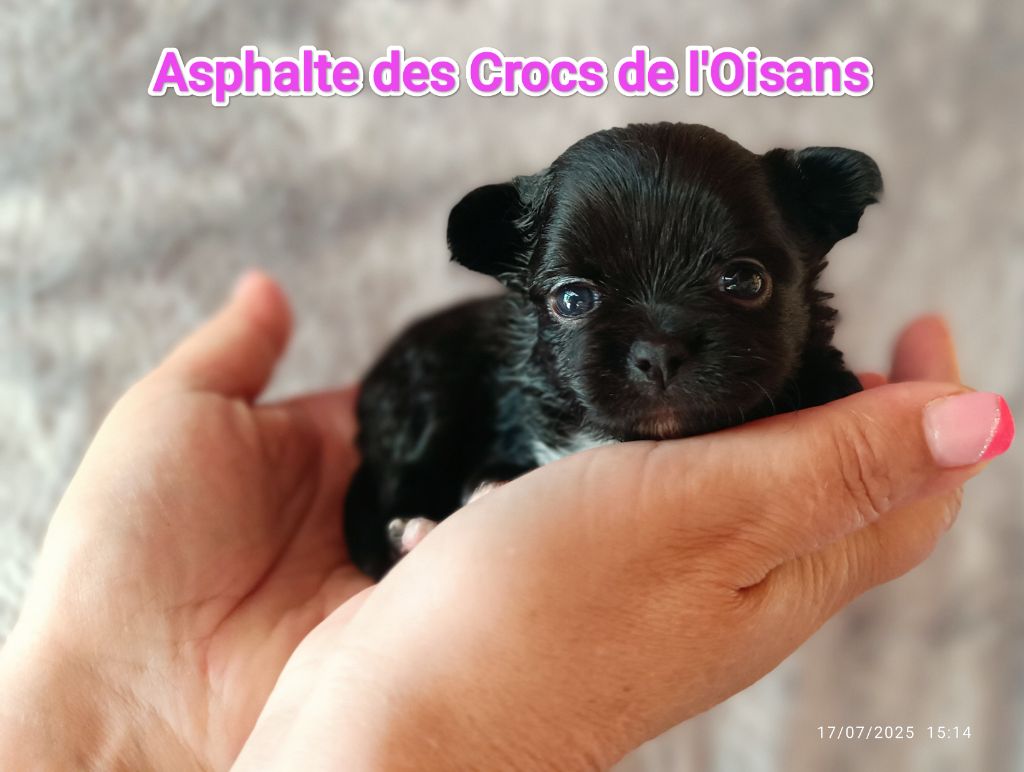 Des Crocs De L'Oisans - Chiots disponibles - Chihuahua