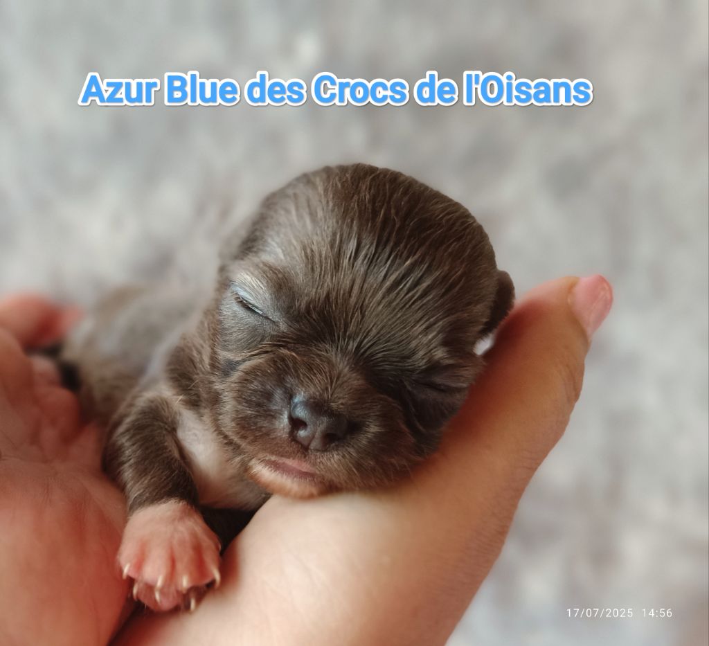 Des Crocs De L'Oisans - Chiots disponibles - Chihuahua