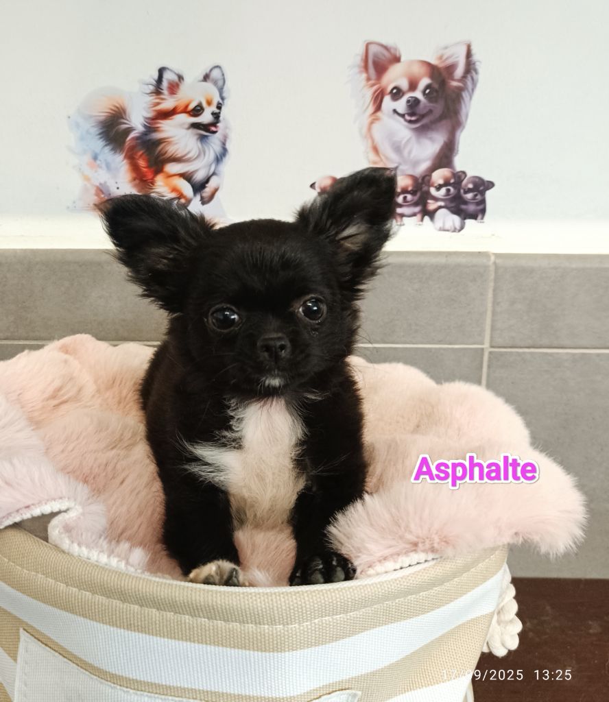 Des Crocs De L'Oisans - Chiots disponibles - Chihuahua