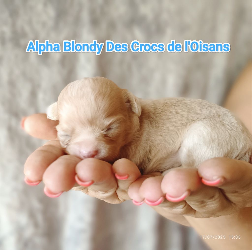 Des Crocs De L'Oisans - Chiots disponibles - Chihuahua