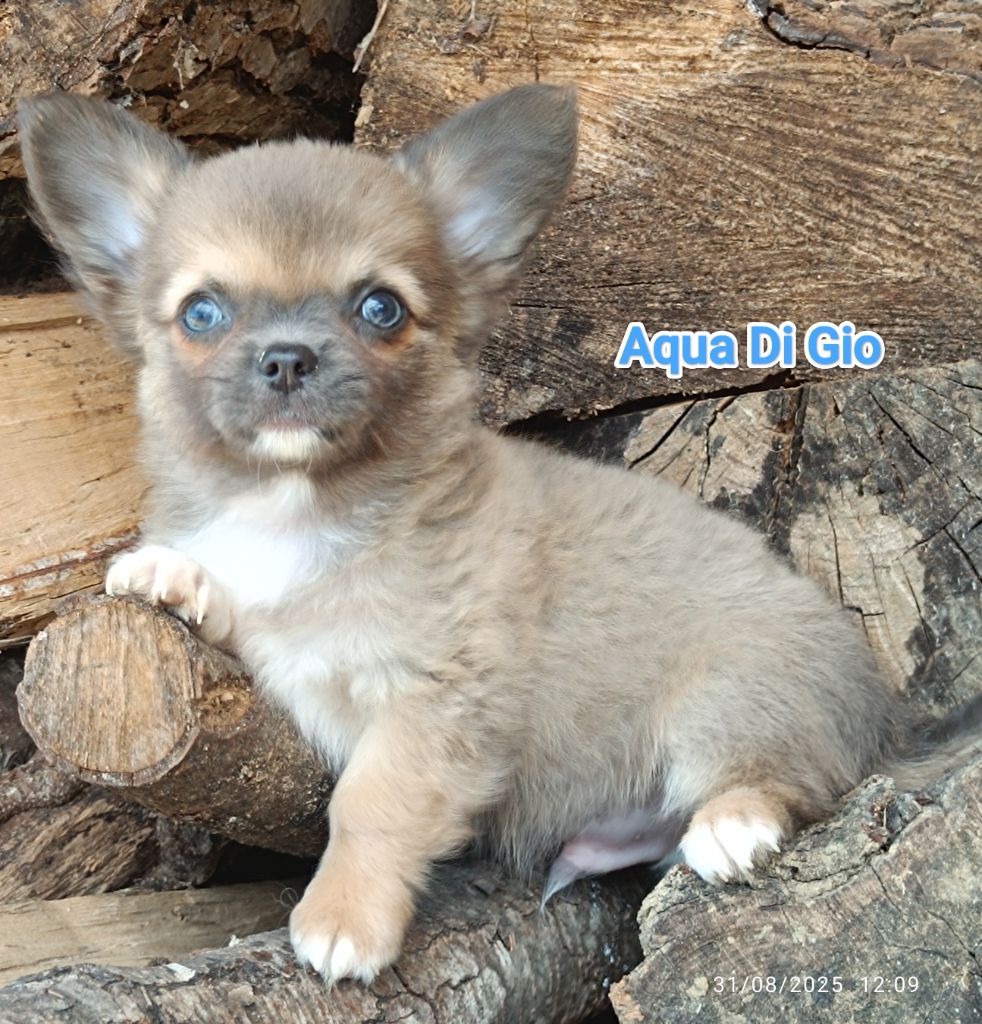 Des Crocs De L'Oisans - Chiots disponibles - Chihuahua