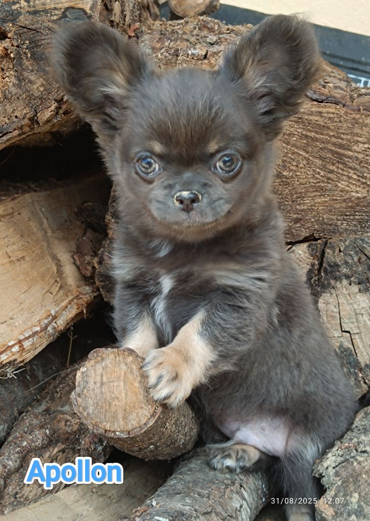 Des Crocs De L'Oisans - Chiots disponibles - Chihuahua