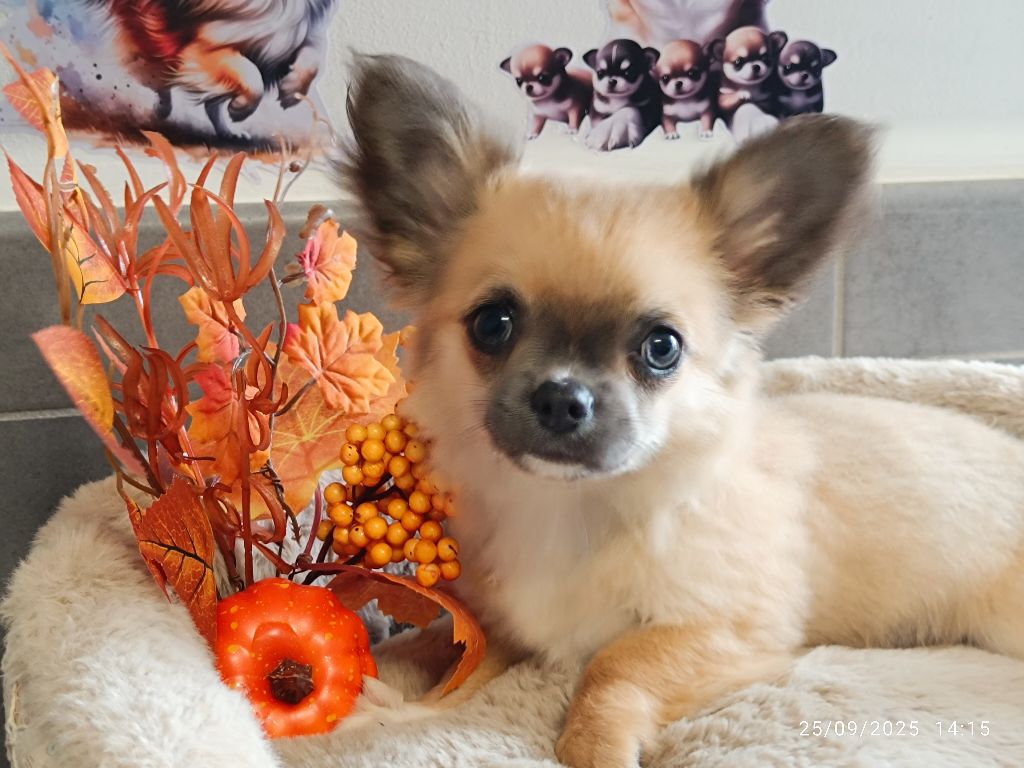 Des Crocs De L'Oisans - Chiots disponibles - Chihuahua