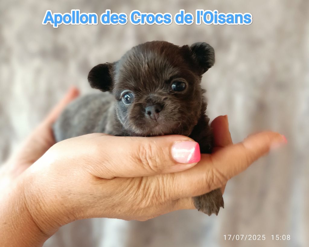 Des Crocs De L'Oisans - Chiots disponibles - Chihuahua