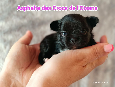 Asphalte