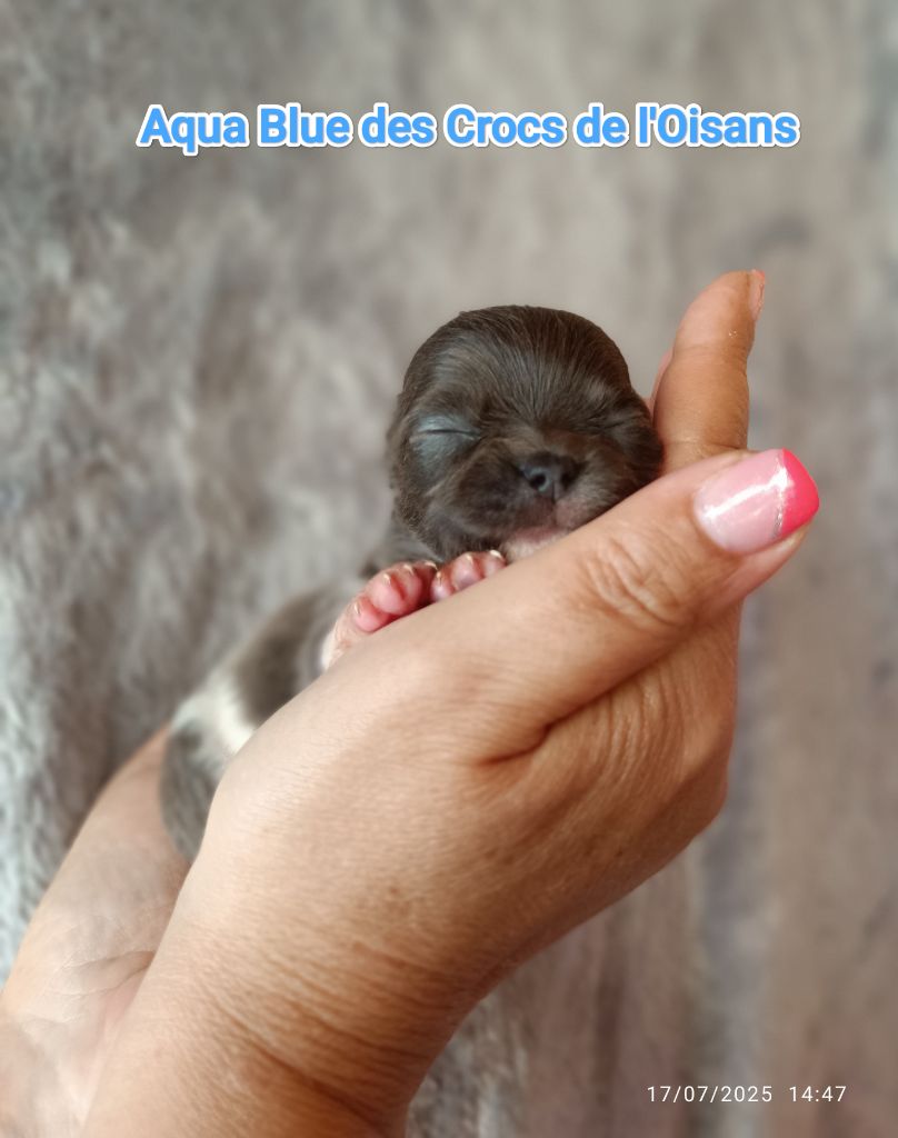 Des Crocs De L'Oisans - Chiots disponibles - Chihuahua