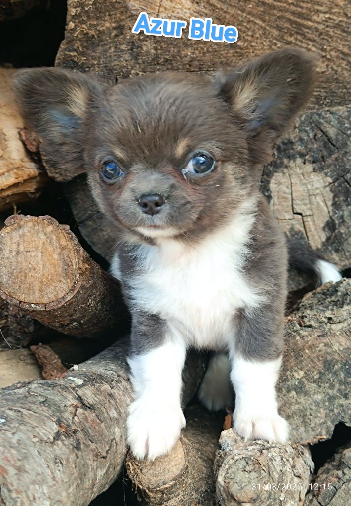 Des Crocs De L'Oisans - Chiots disponibles - Chihuahua
