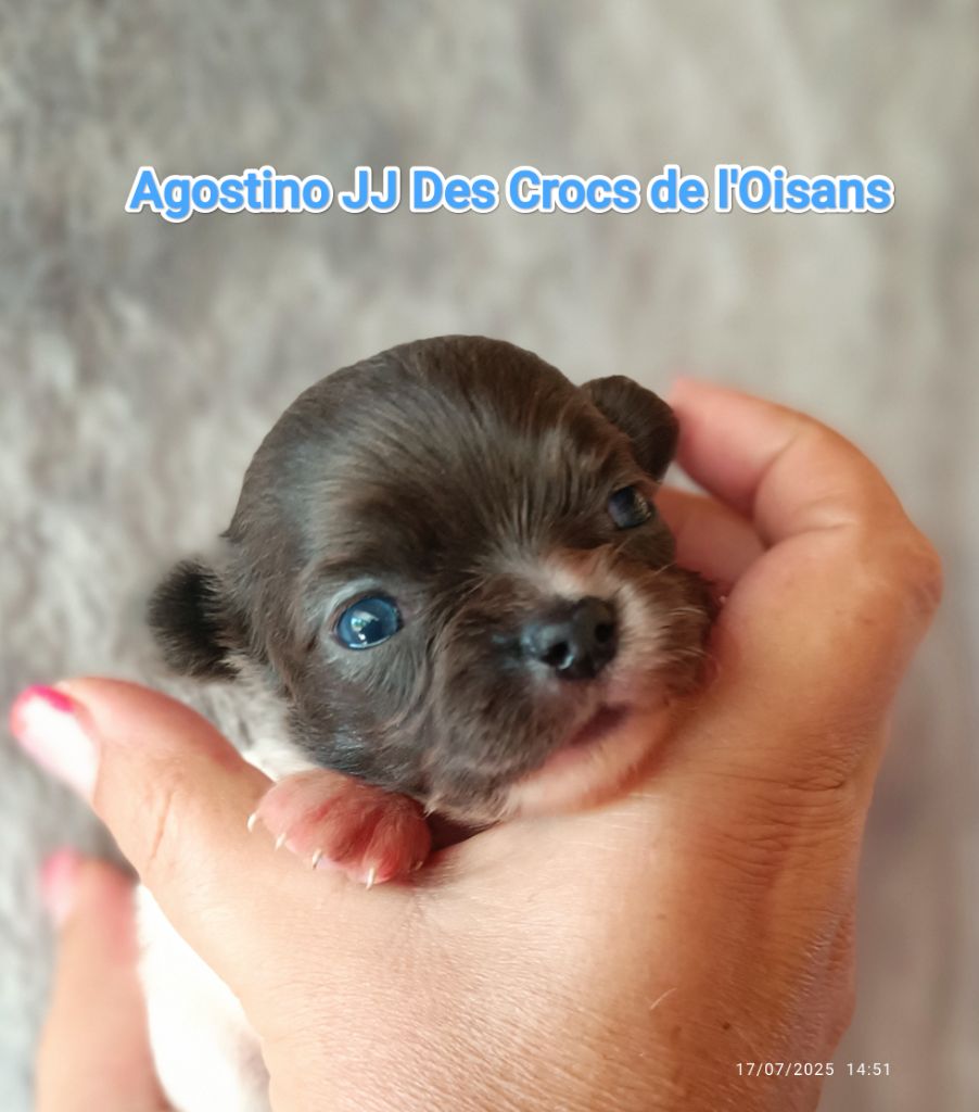 Des Crocs De L'Oisans - Chiots disponibles - Chihuahua