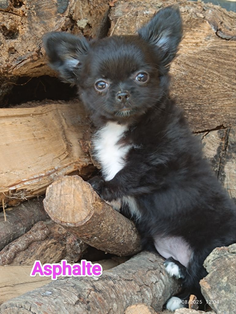 Des Crocs De L'Oisans - Chiots disponibles - Chihuahua