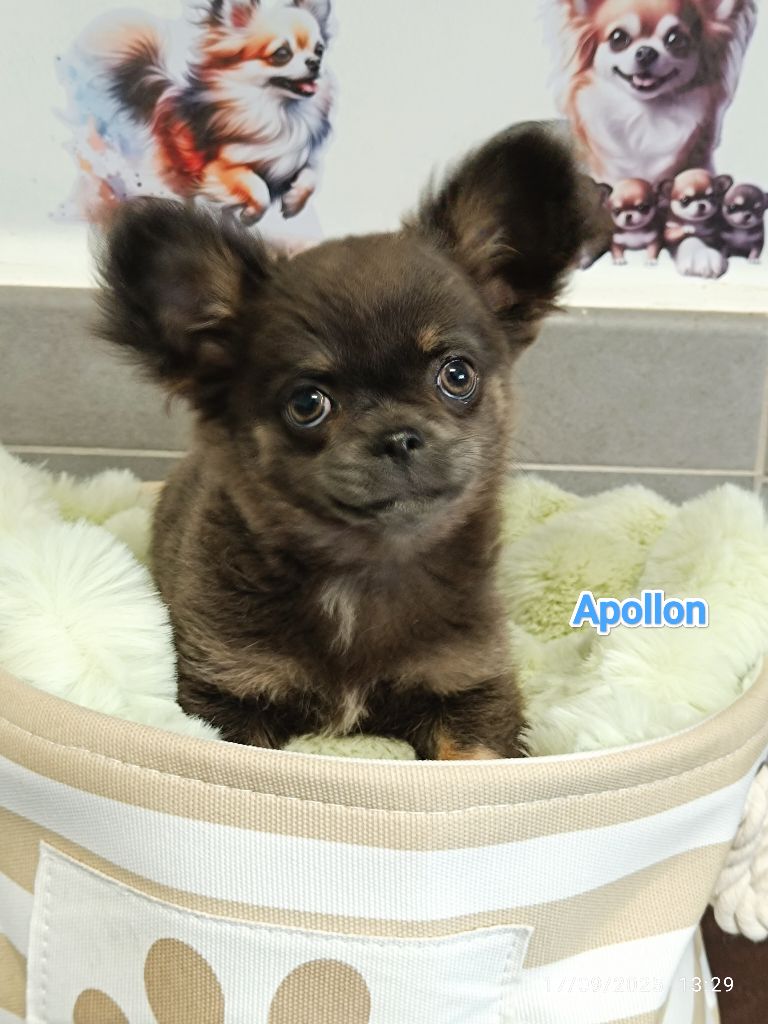 Des Crocs De L'Oisans - Chiots disponibles - Chihuahua